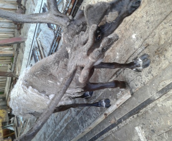 ������ ������ 1