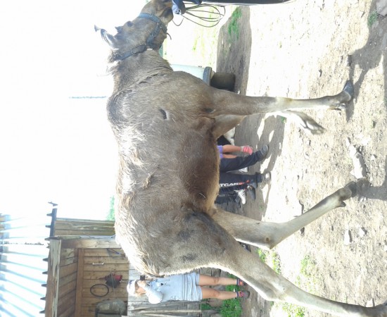 ������ ������ 3